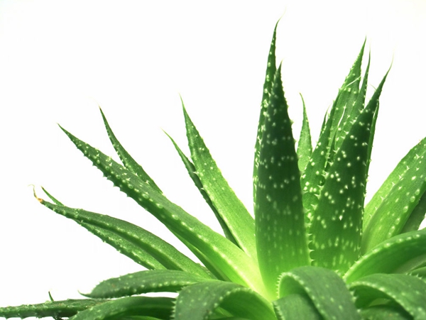 能吸收有毒化学物质的植物[高朝科技]